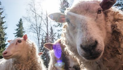 3 conseils essentiels pour éviter l’animal welfare washing - Agence Symbiocene
